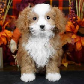 Cavapoo