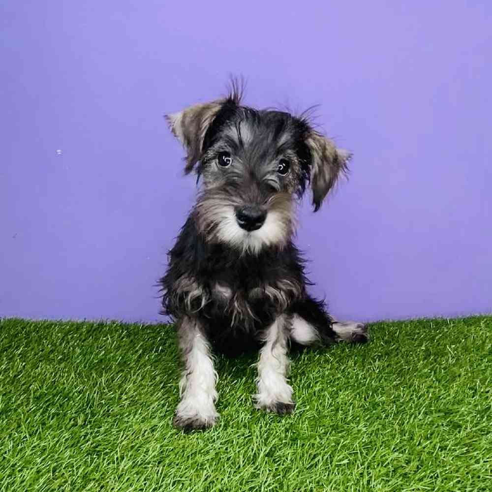 Female Schnoodle Puppy for sale