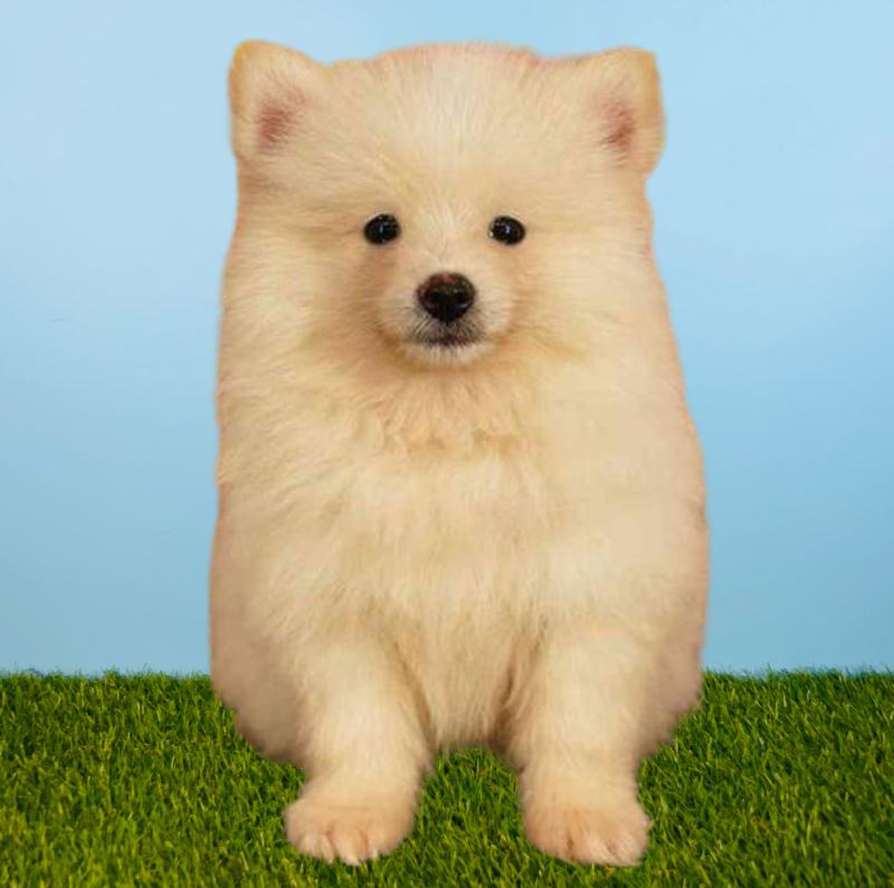 Male Pomeranian Puppy for sale