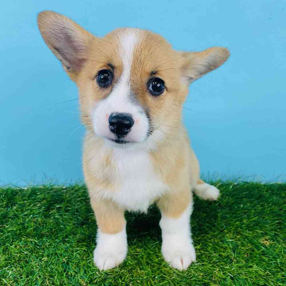 carousel pet images