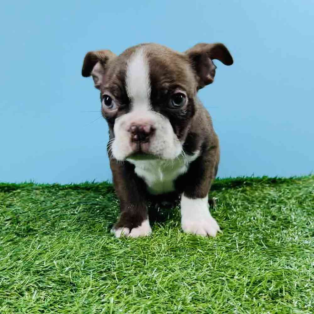 Male Boston Terrier Puppy for sale