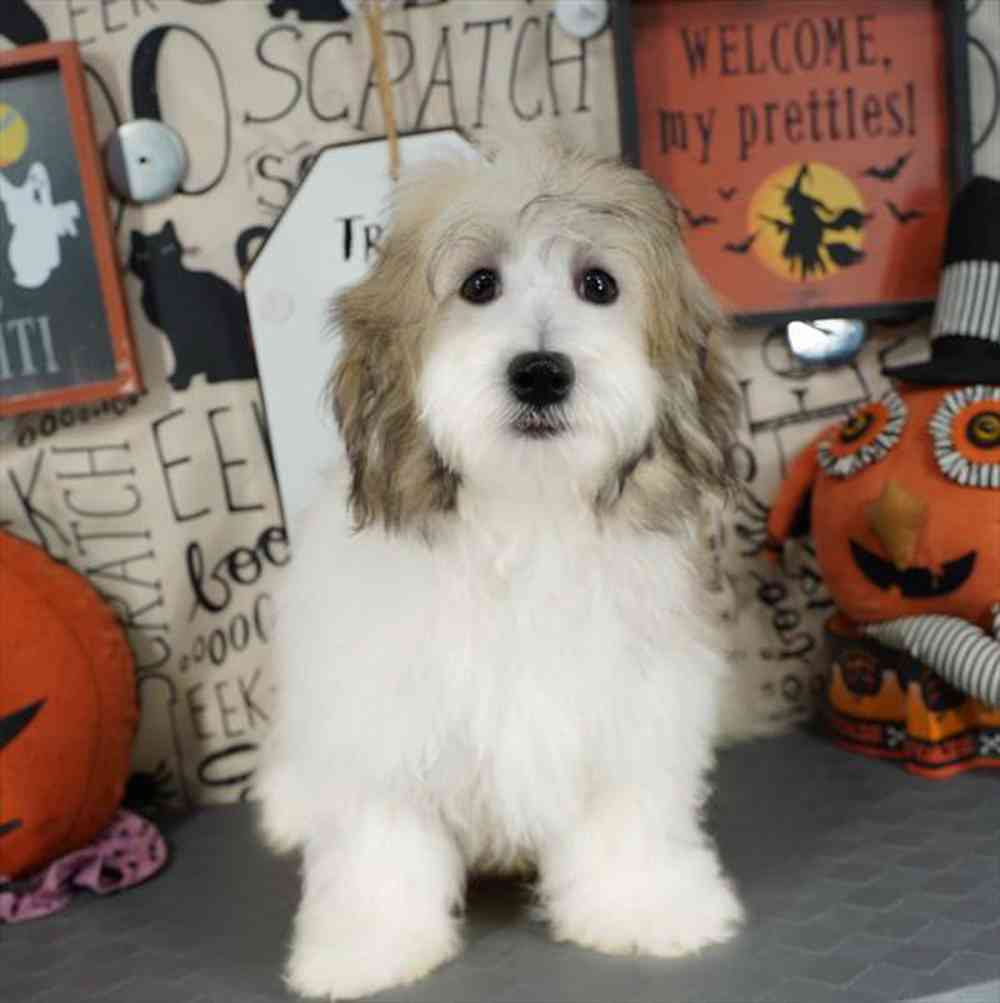carousel pet images
