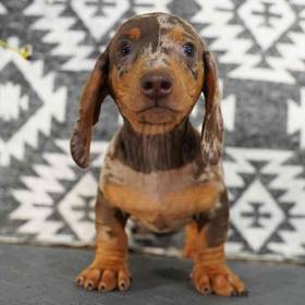 Dachshund