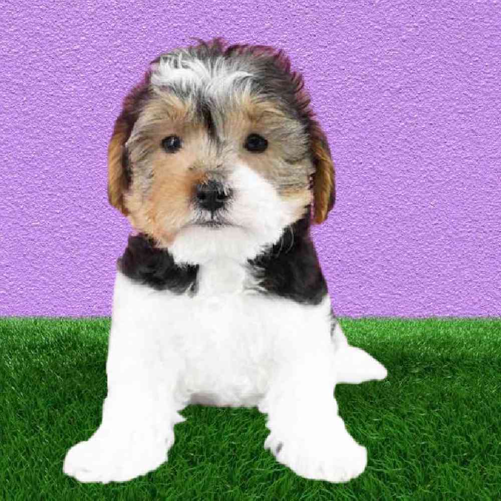 Male Yorkie-Poo Puppy for Sale in Puyallup, WA