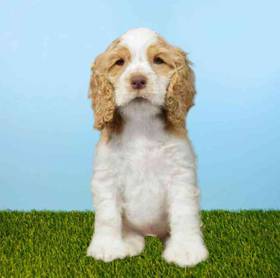 Cocker Spaniel