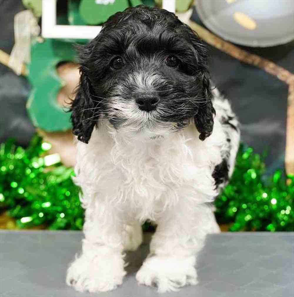 pet breed image