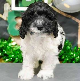 Cockapoo