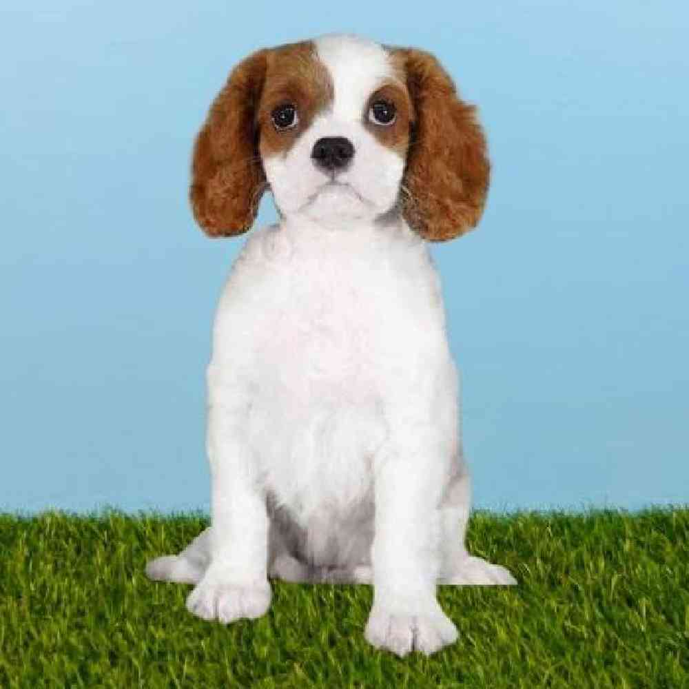 Female Cavalier King Charles Spaniel Puppy for sale