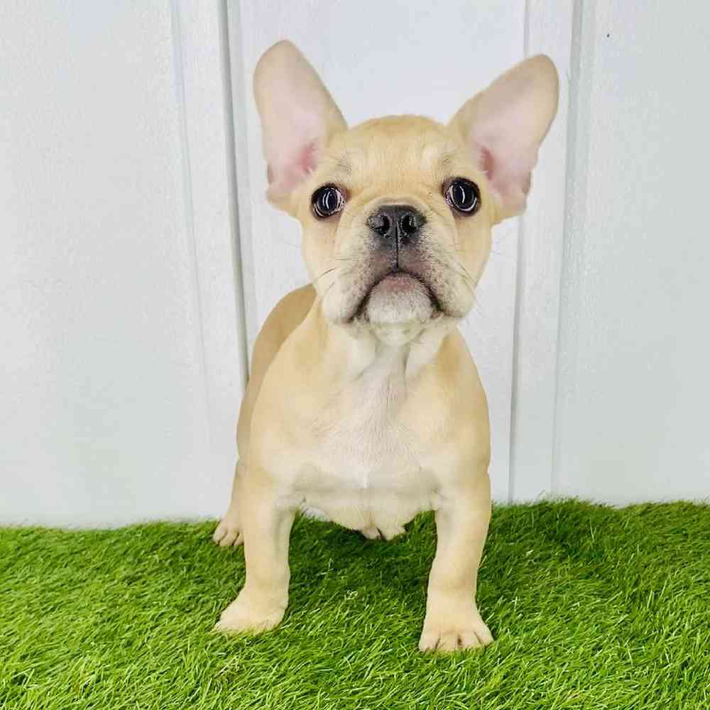 pet breed image