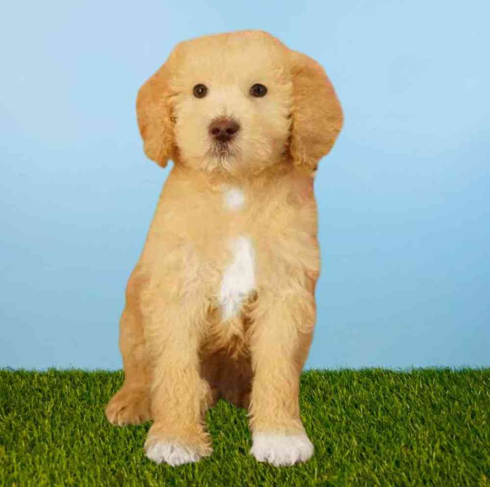 carousel pet images
