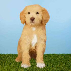 2nd Gen Standard Goldendoodle