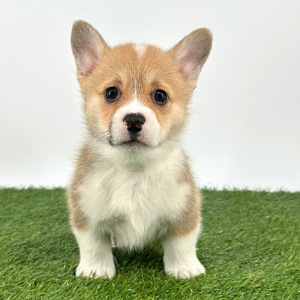 carousel pet images