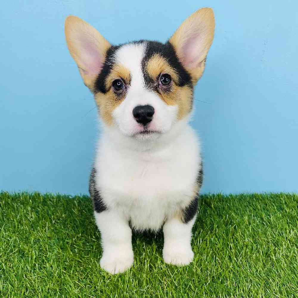 carousel pet images