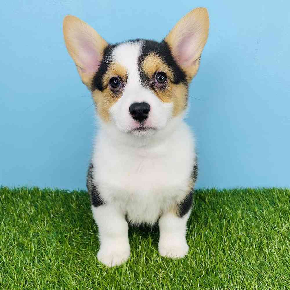 Female American Corgi Puppy for sale