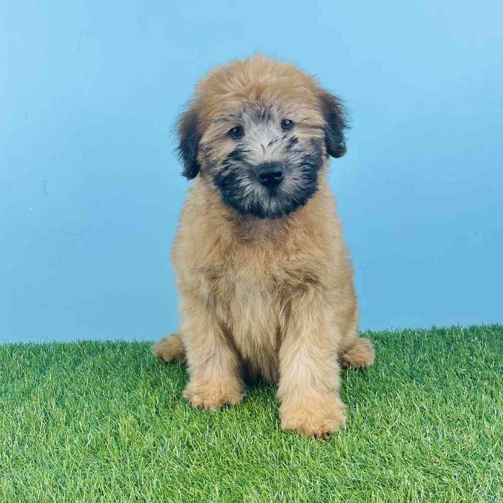 Female Soft Coated Wheaten Terrier Puppy for sale