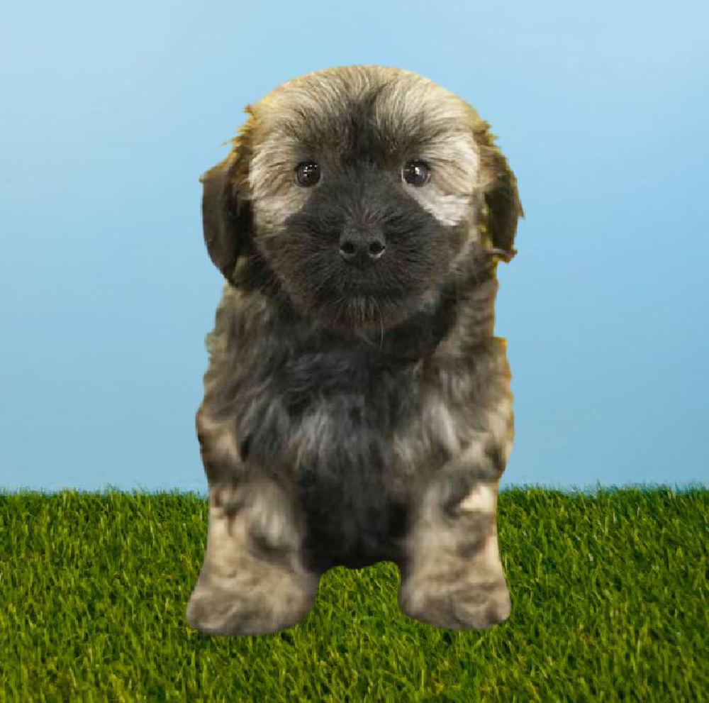 Female Havanese Puppy for sale