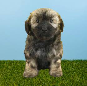 Havanese