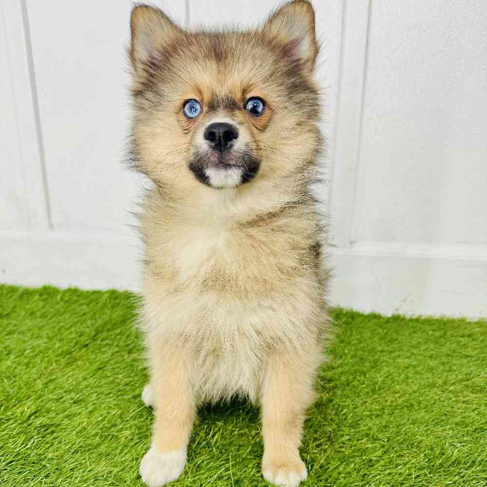 pet breed image