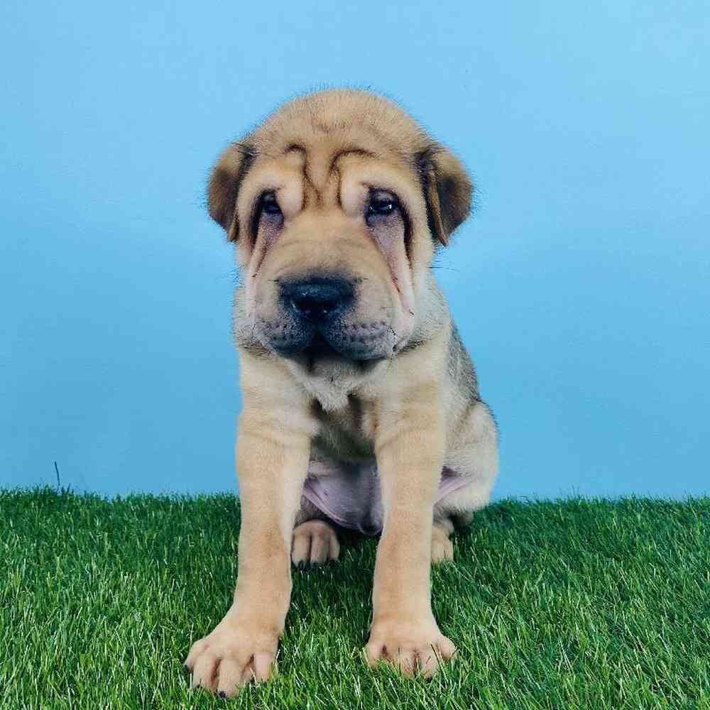 Male Shar Pei Puppy for sale