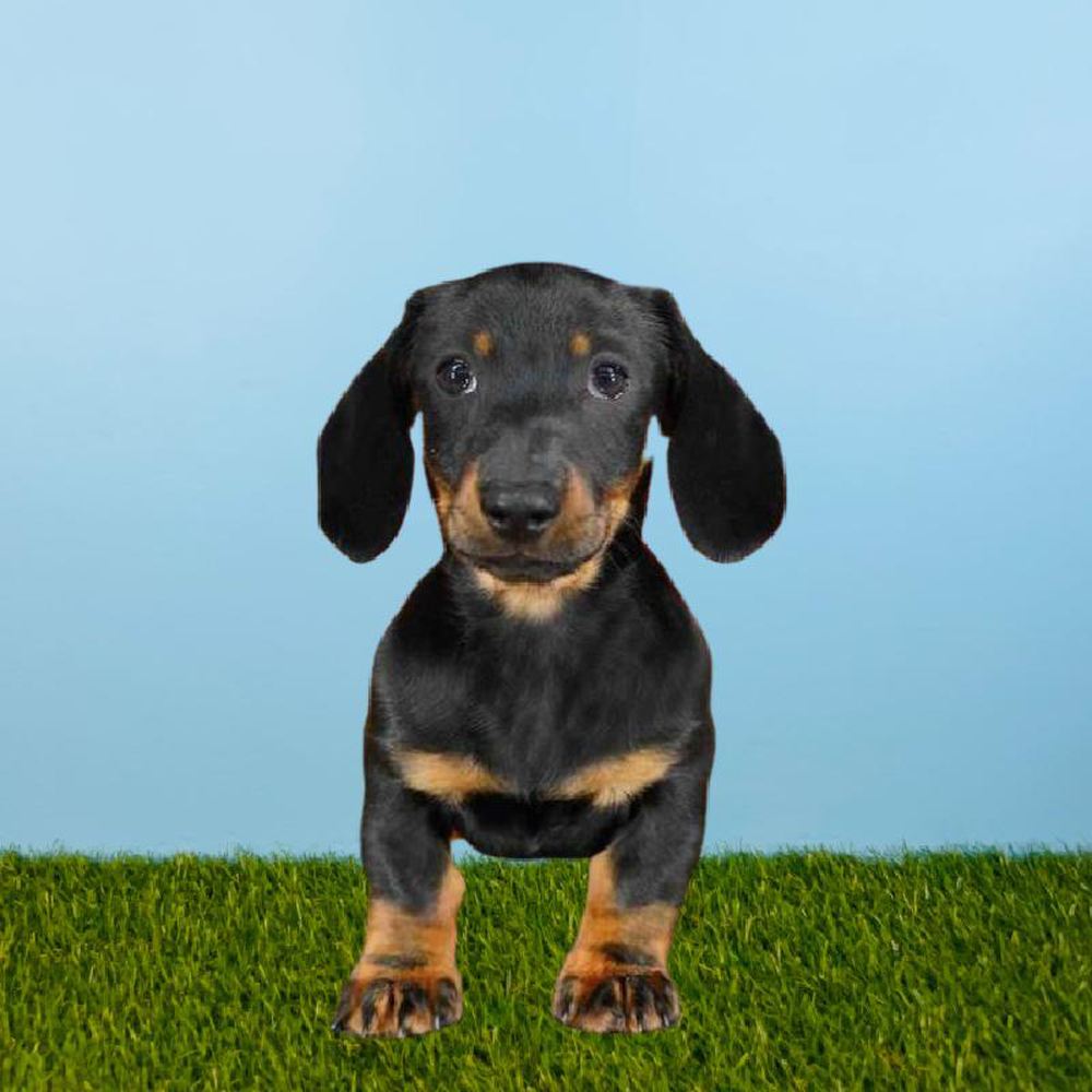 Male Dachshund Puppy for sale