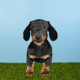 Dachshund