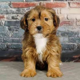 Shorkie