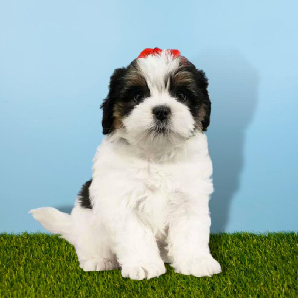 Female Havatzu Puppy for sale