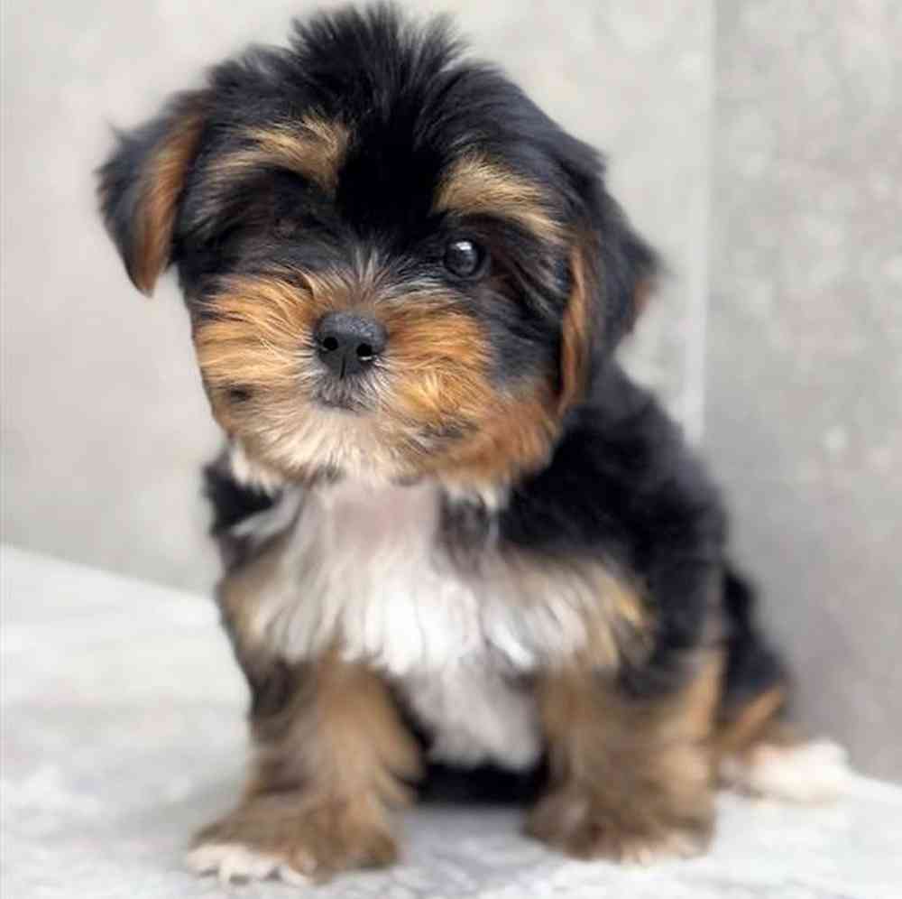 pet breed image