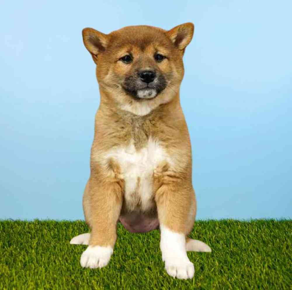 Female Shiba Inu Puppy for Sale in Meridian, ID