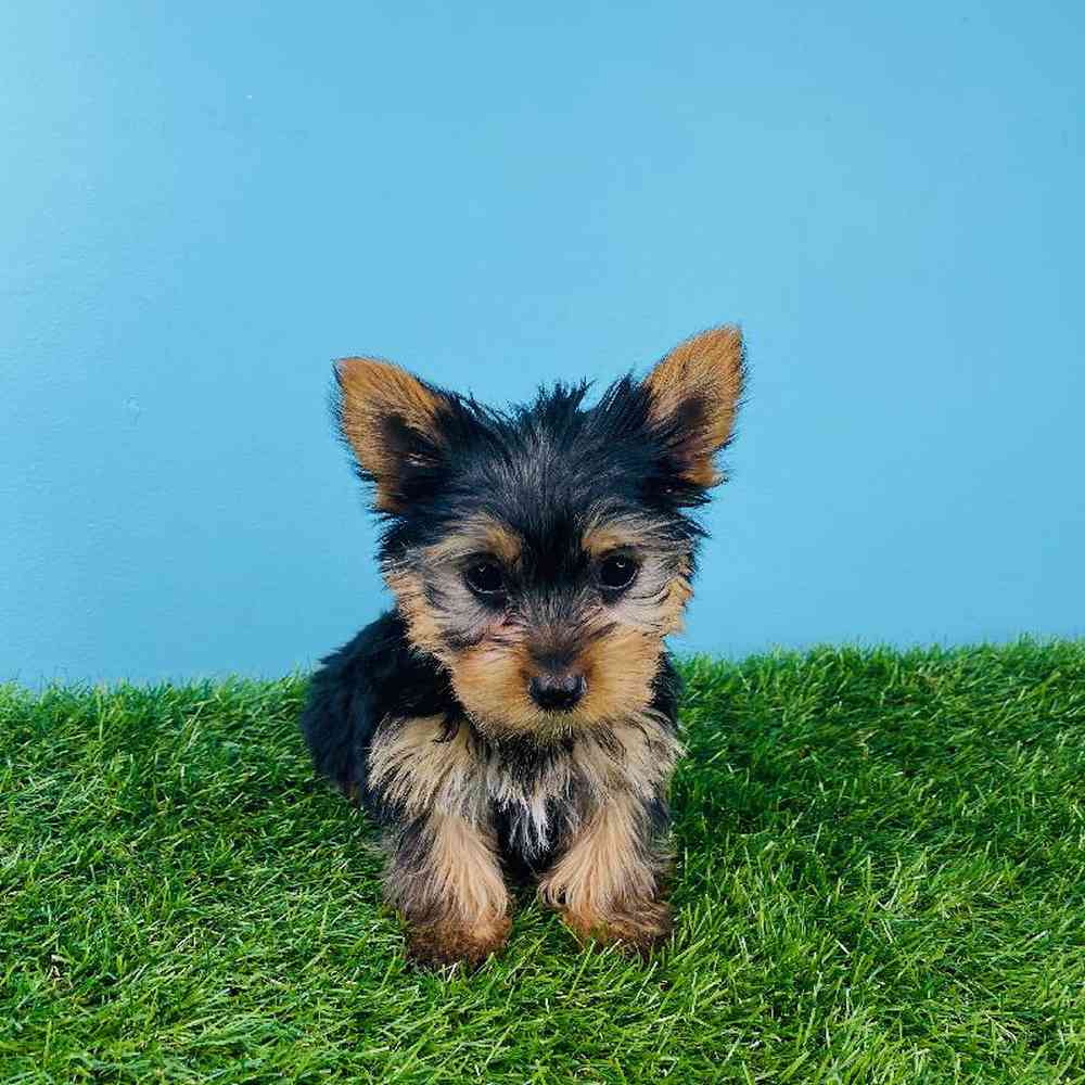 Male Yorkie Puppy for sale