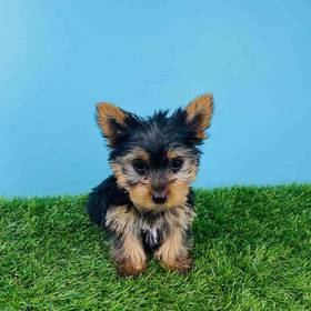 Yorkie