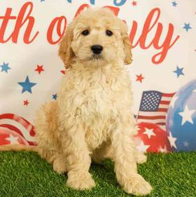 Goldendoodle