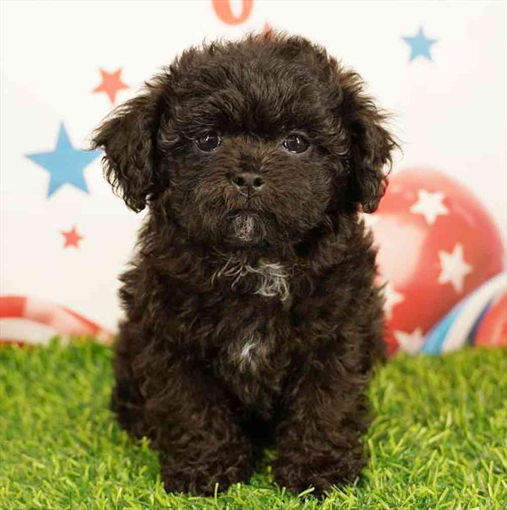 pet breed image