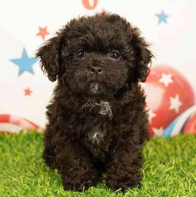 Shizapoo