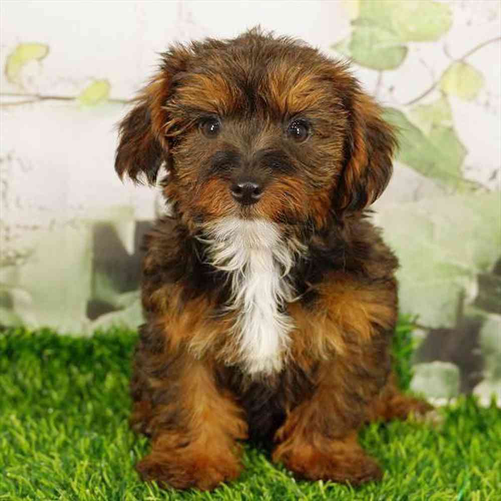 pet breed image