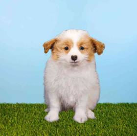 Pom-A-Poo