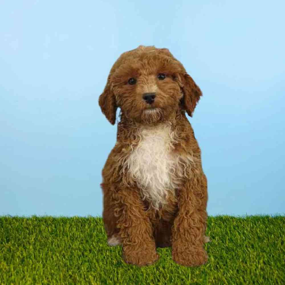2nd Gen Cockapoo Puppies for Sale Meridian