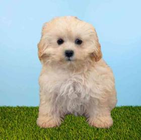 Shizapoo
