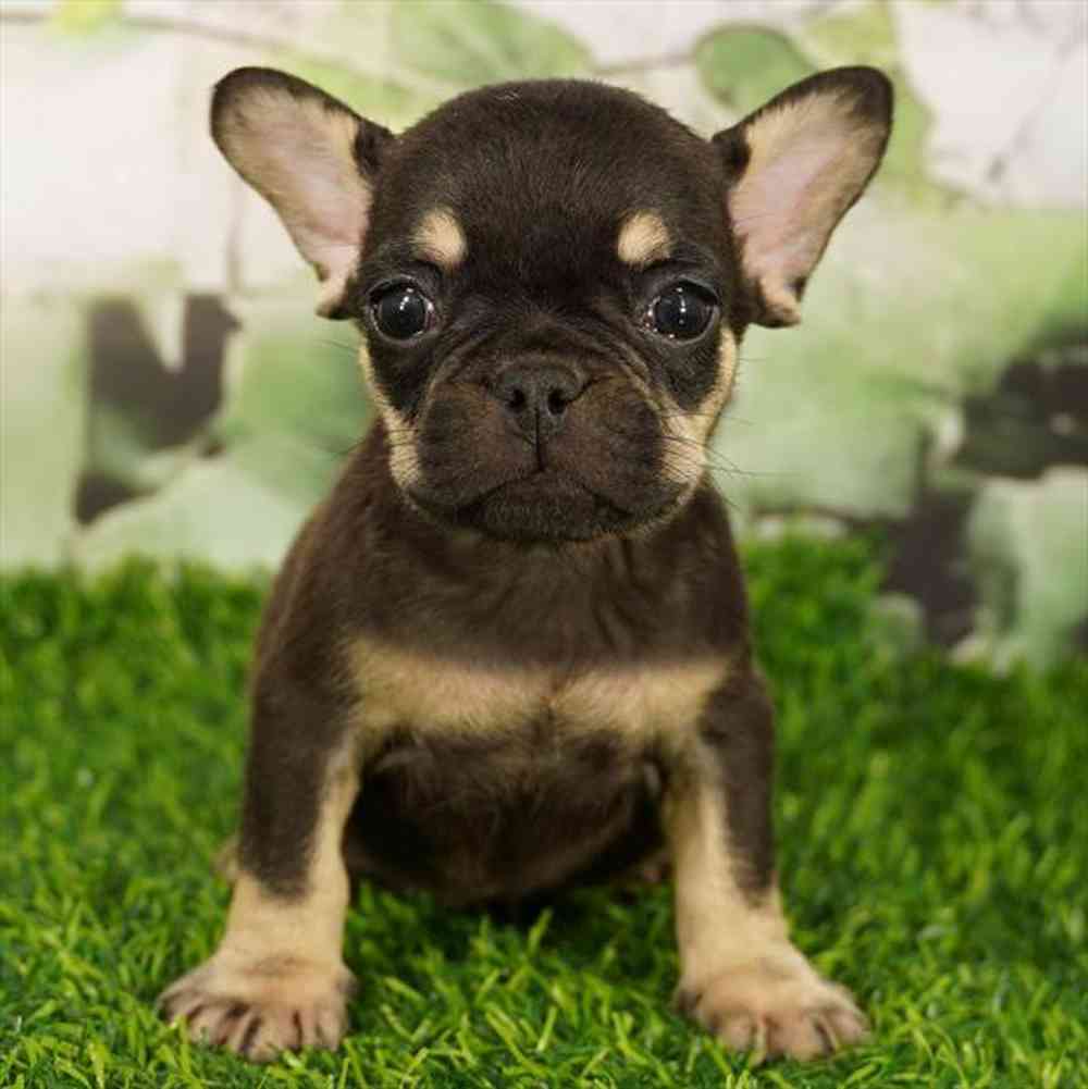 pet breed image