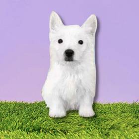 West Highland White Terrier