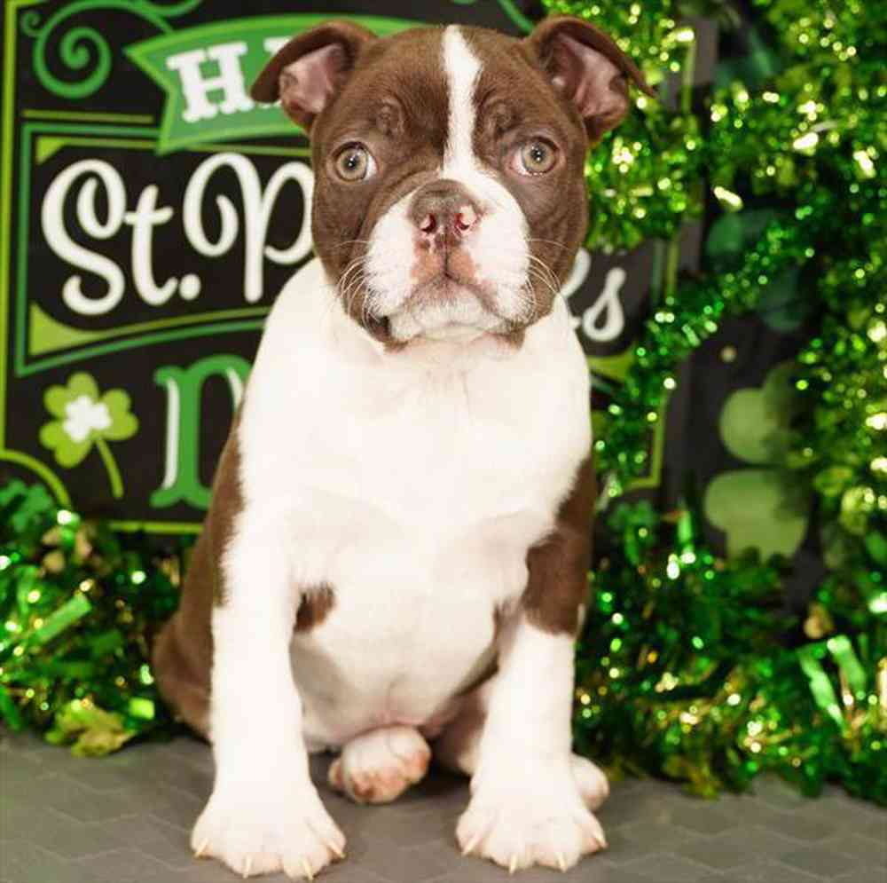 pet breed image
