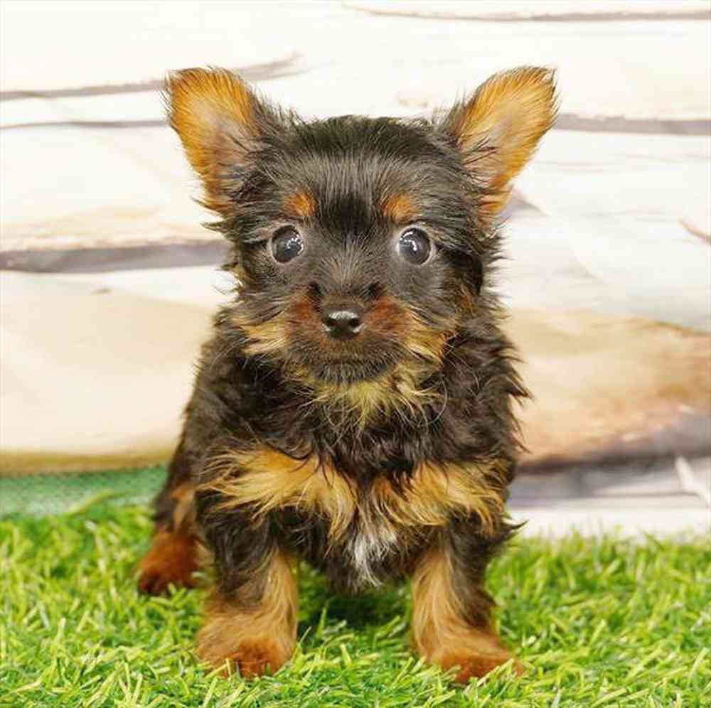 pet breed image