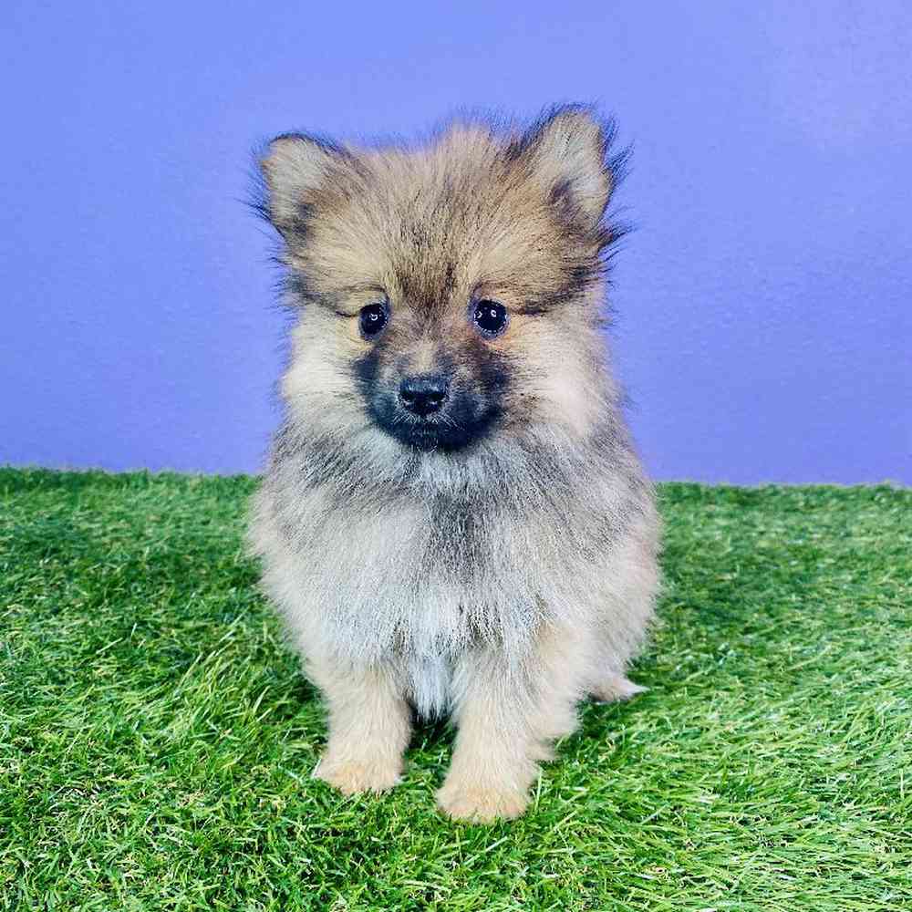 Male Pomeranian Puppy for sale