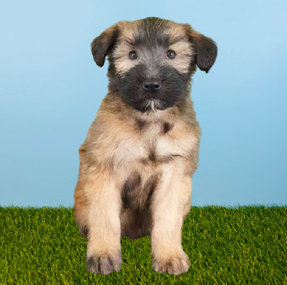 Female Soft Coated Wheaten Terrier Puppy for Sale in Pasadena, TX