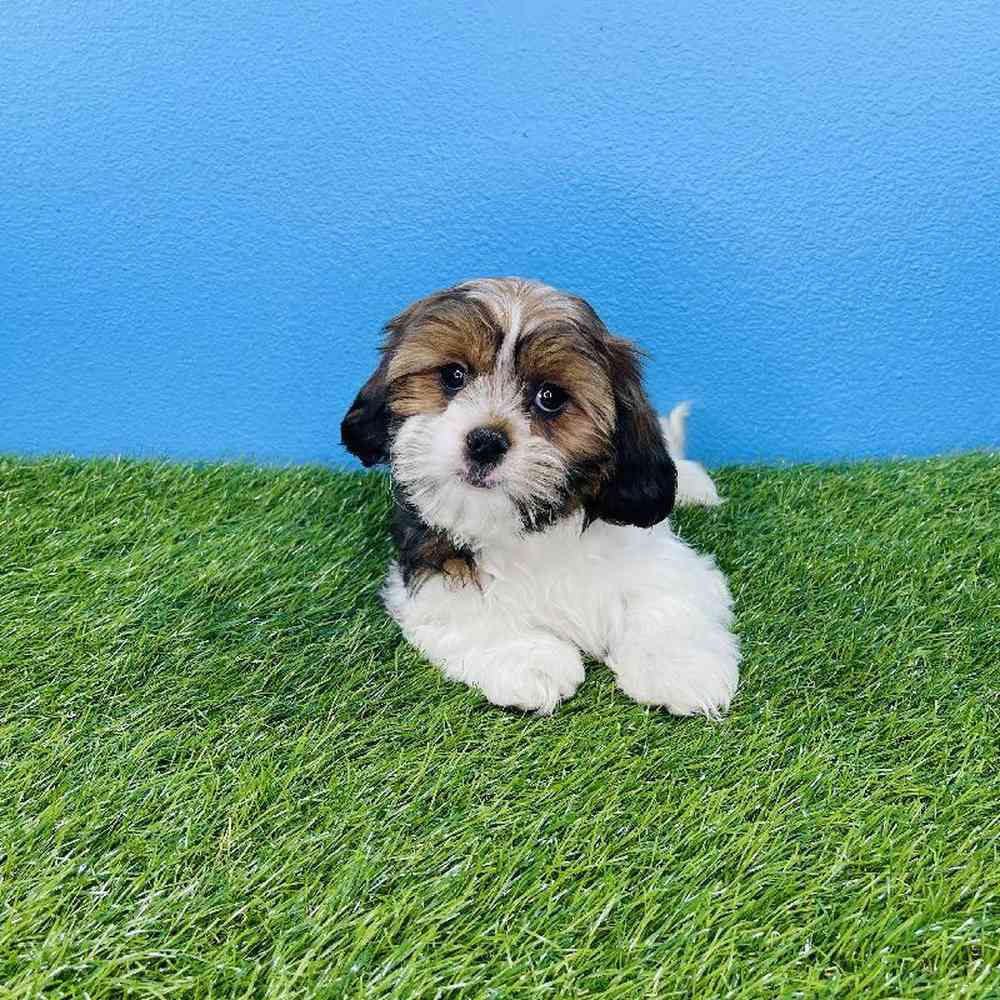 carousel pet images
