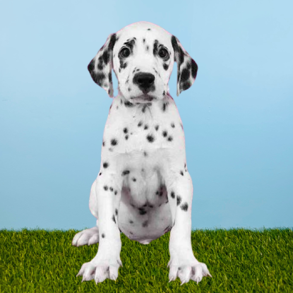 Male Dalmatian Puppy for Sale in Meridian, ID