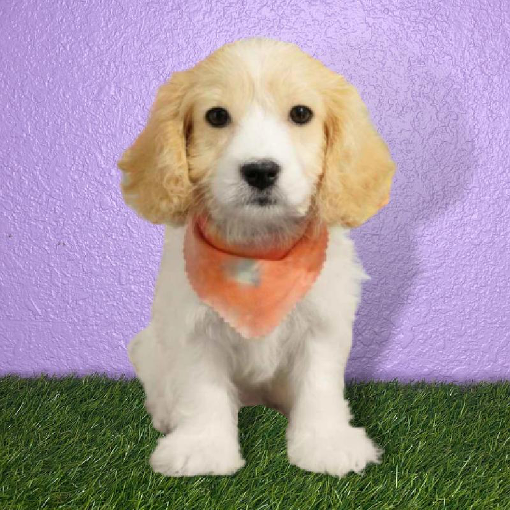 Male Cavachon Puppy for sale