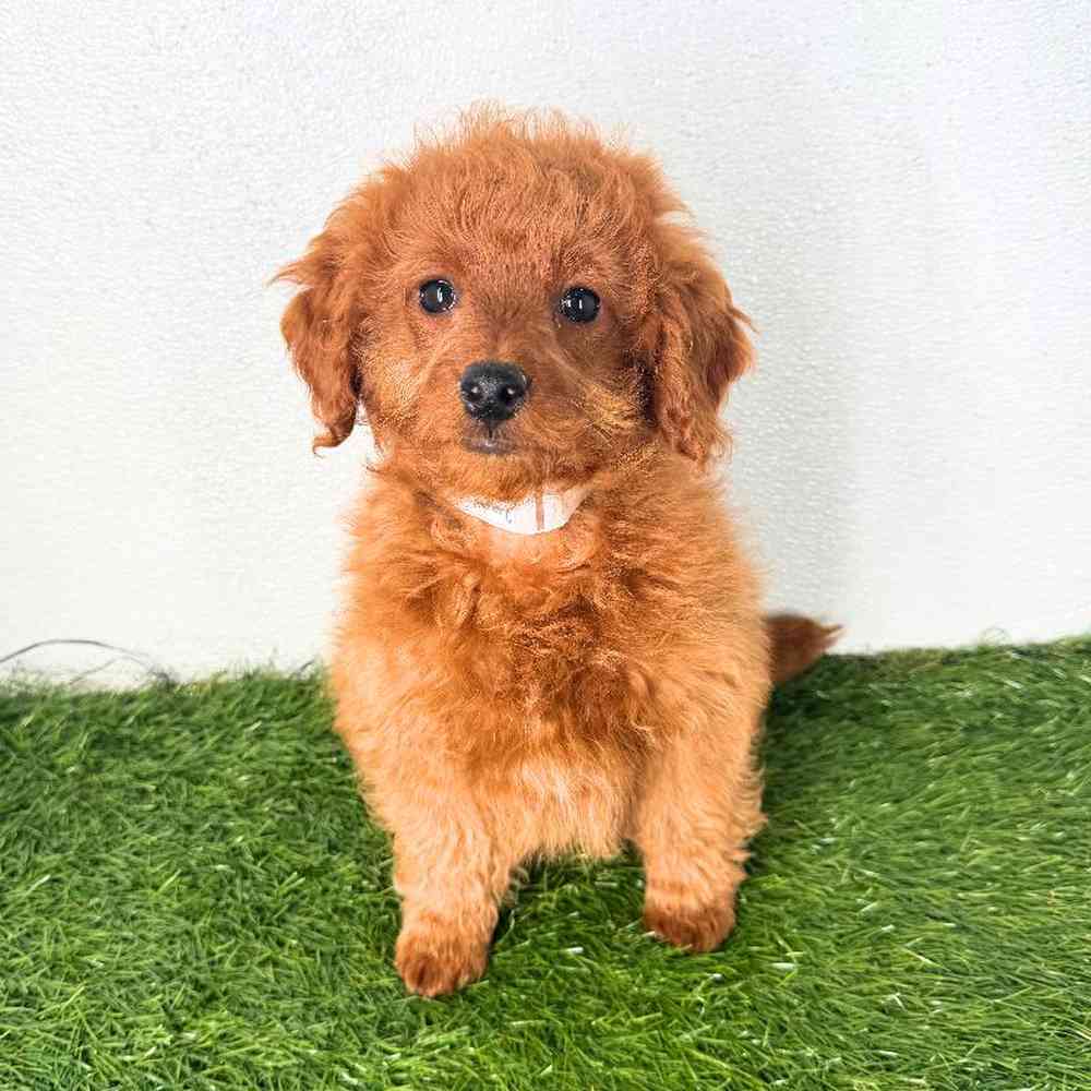 pet breed image