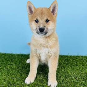 Shiba Inu