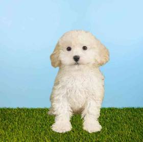 Bichapoo